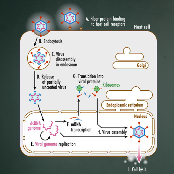 Adeno Pathway