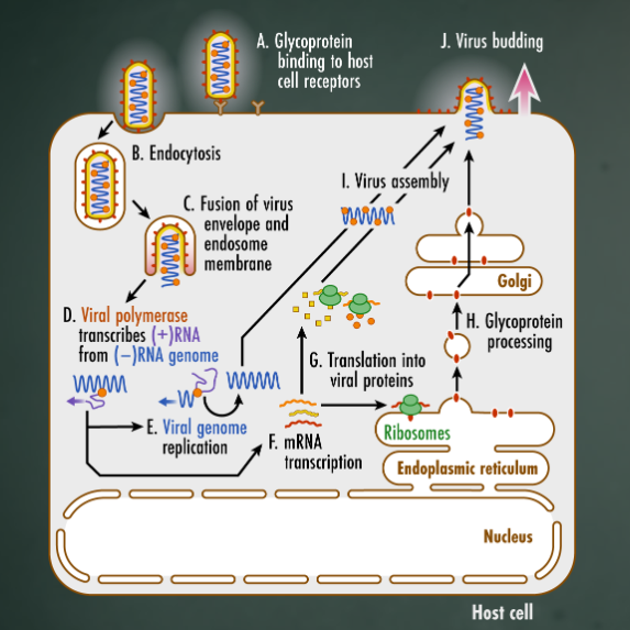 Rabies Pathway